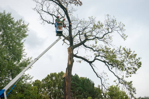 Reliable Mequon, WI Tree Services Solutions