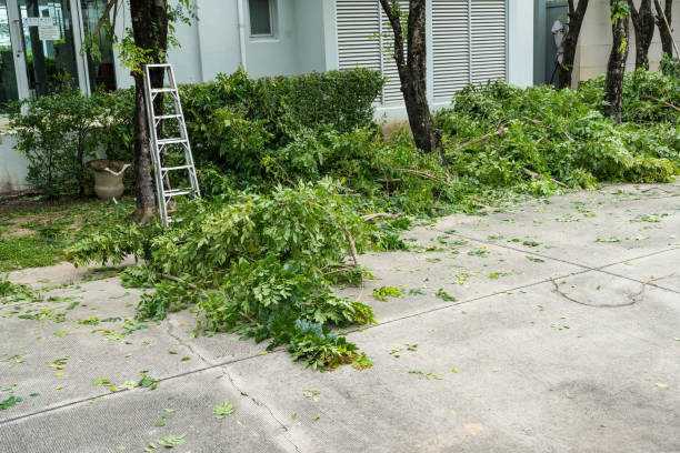 Best Stump Grinding and Removal  in Mequon, WI