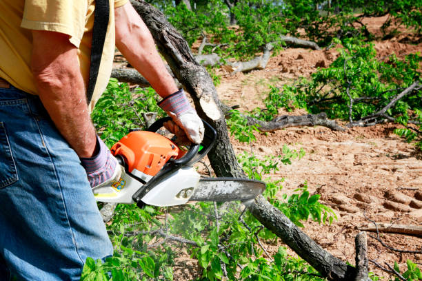 Best Tree Risk Assessment  in Mequon, WI